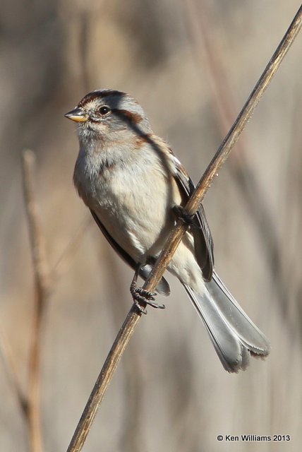 American Tree Sparrow, Grant Co, OK, 12_17_2013_Jpa_02017.JPG