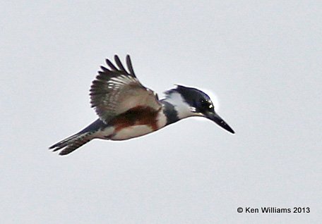 Belted Kingfisher female, Hefner Lake, Oklahoma City, OK, 12_12_2013_Ja2_01246.JPG