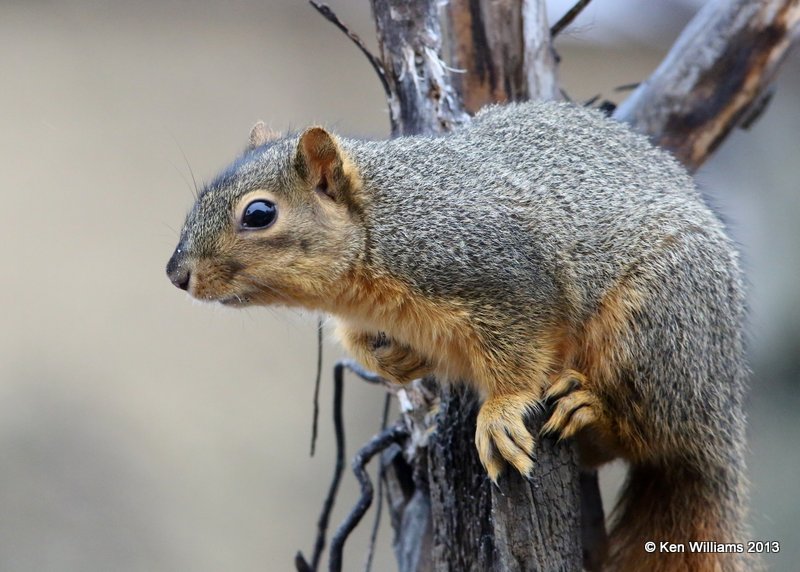 Eastern Fox Squirrel, Rogers Co. yard, 12_13_2013_Jp_01532.JPG