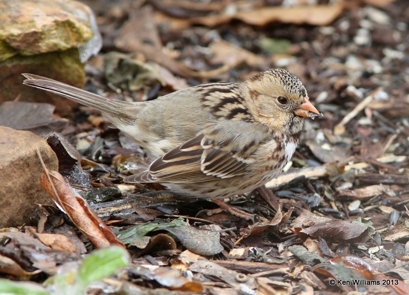 Harris's Sparrow 1st winter, Rogers Co, OK, 12-22-13, Jp_02260.JPG