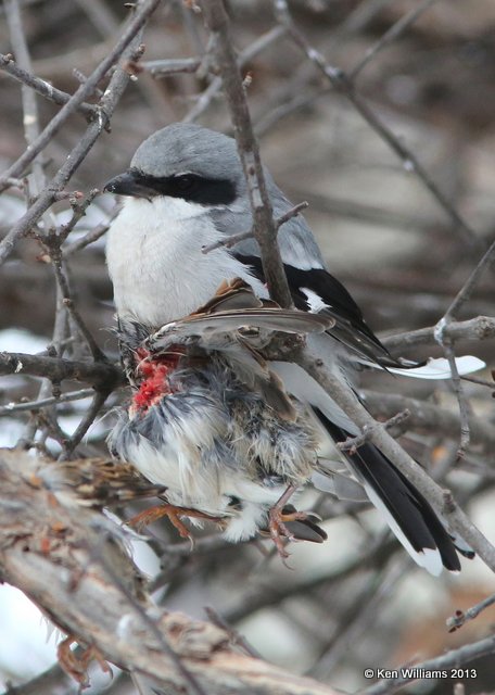 Loggerhead Shrike eating House Sparrow, Rogers Co. yard, OK, 12_09_2013_Jp_01068.JPG