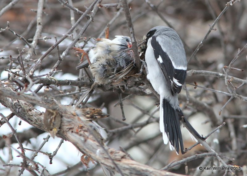 Loggerhead Shrike eating House Sparrow, Rogers Co. yard, OK, 12_09_2013_Jp_01075.JPG