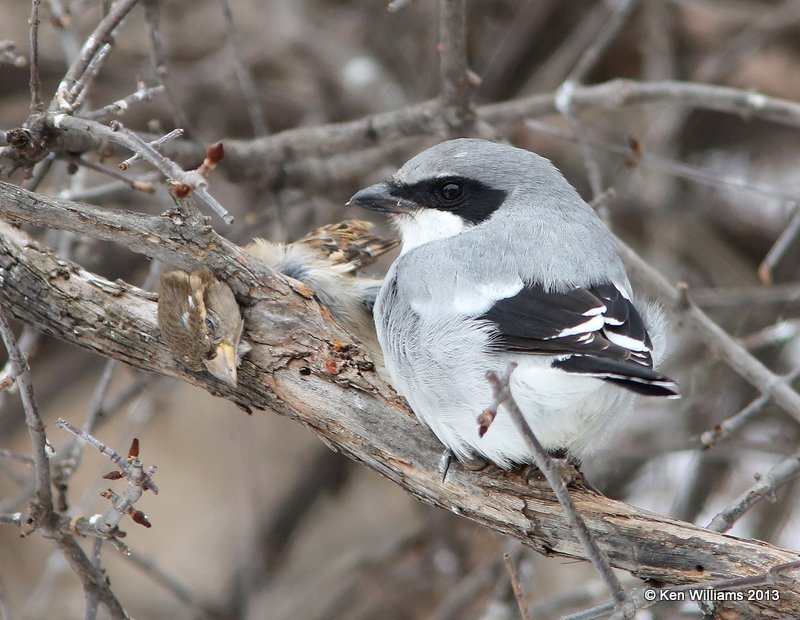 Loggerhead Shrike eating House Sparrow, Rogers Co. yard, OK, 12_09_2013_Jp_01113.JPG