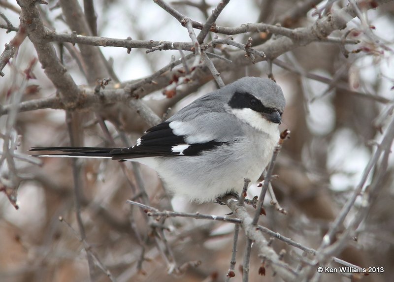 Loggerhead Shrike eating House Sparrow, Rogers Co. yard, OK, 12_09_2013_Jpa2_01115.JPG