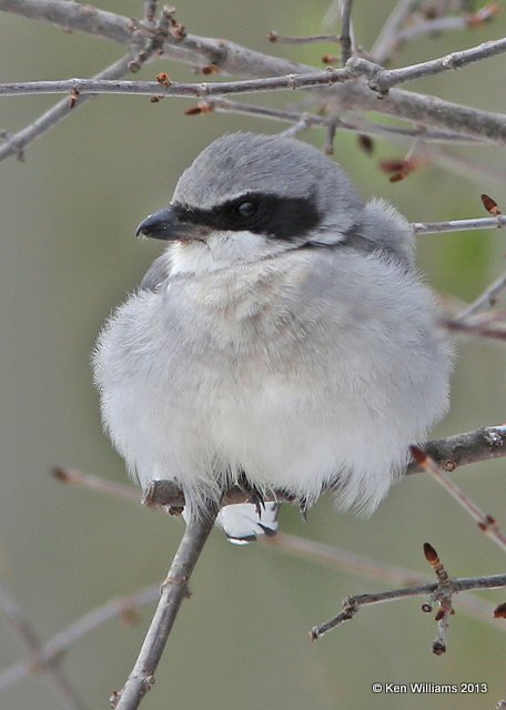 Loggerhead Shrike, Rogers Co. yard, OK, 12_09_2013_Jpa_01086.JPG