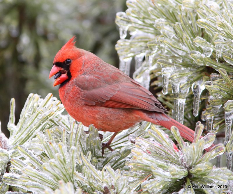 Northern Cardinal male, Rogers Co, OK, 12-22-13, Jp_02243.JPG