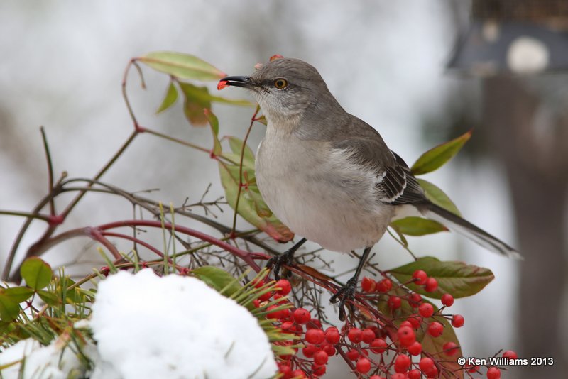 Northern Mockingbird, Rogers Co. yard, OK, 12_09_2013_Jpa_01092.JPG