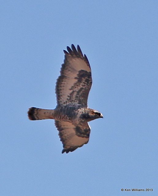 Rough-legged Hawk - light morph adult male, Osage Co, OK, 12_16_2013_Jp_01747.JPG