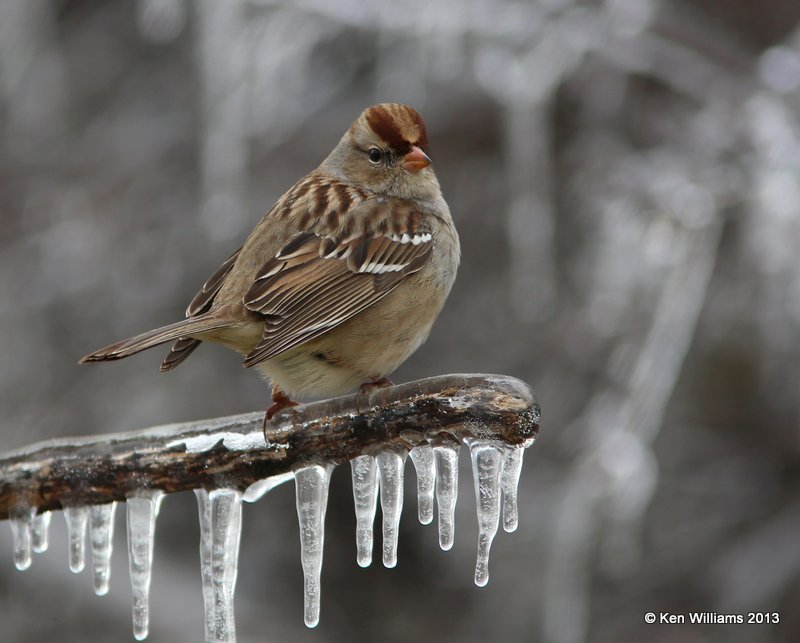 White-crowned Sparrow 1st winter, 12-22-13, Rogers Co, OK, Jp_02192.JPG