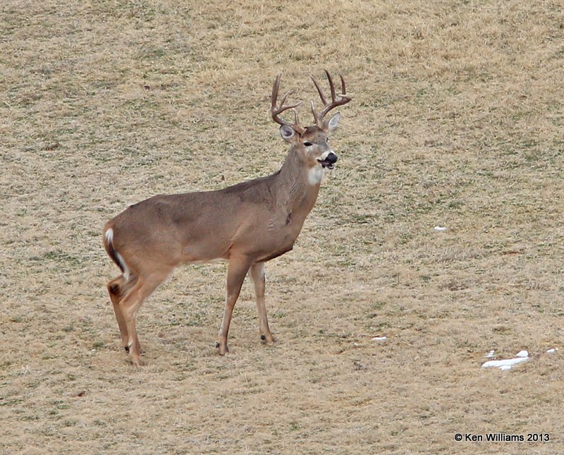 White-tailed Deer buck, Hefner Lake, Oklahoma City, OK, 12_12_2013_Ja_01313.JPG