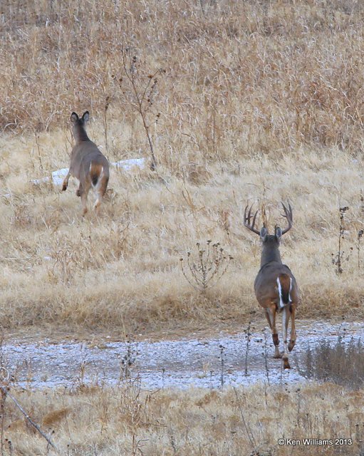 White-tailed Deer pair, Hefner Lake, Oklahoma City, OK, 12_12_2013_Jpa_01319.JPG