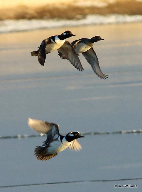 Hooded Mergansers, Lynn Lane Lake, Tulsa Co, OK, 1-10-14, Jp_05122.JPG