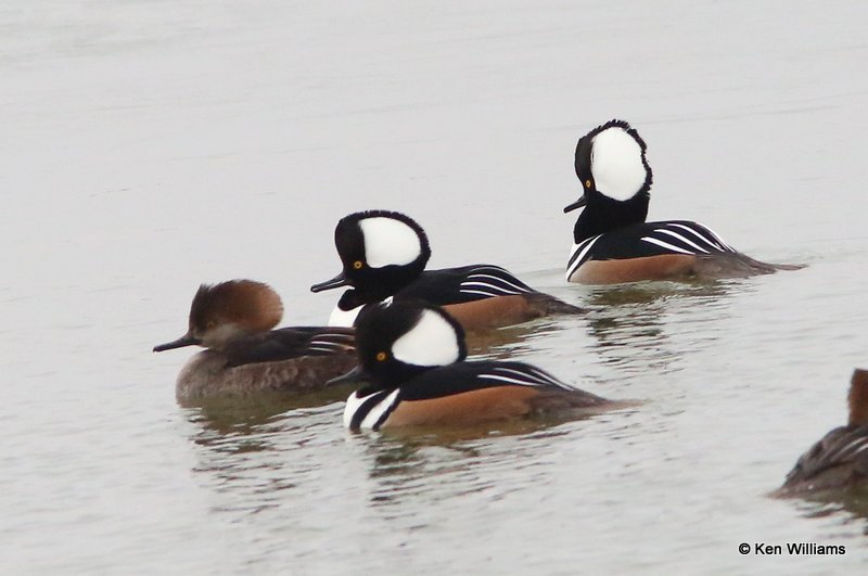 Hooded Mergansers, Lynn Lane Lake, Tulsa Co, OK, 1-9-14, Jp_04951.JPG