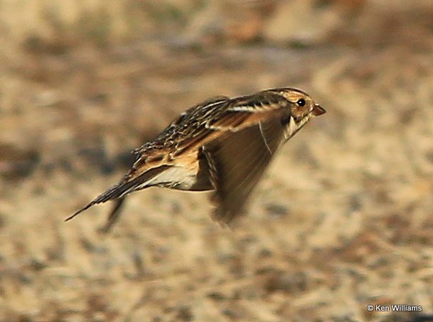 Lapland Longspur non breeding plumage, Sequoyah NWR, OK, 1-7-14, Jp2_03393.JPG