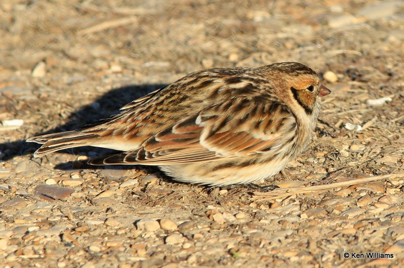 Lapland Longspur non breeding plumage, Sequoyah NWR, OK, 1-7-14, Jp_03442.JPG