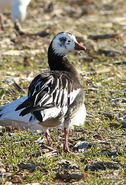 Ross's Goose dark adult, Sequoyah NWR, OK, 1-7-14, Jpa_03624.jpg