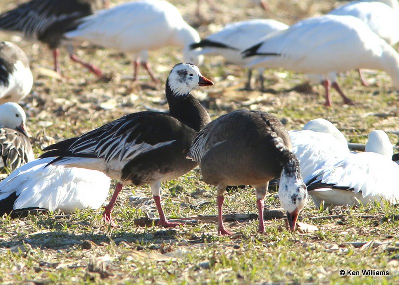Ross's Goose - left & Snow Goose - right, both dark adults, Sequoyah NWR, OK, 1-7-14, Jpa2_03674.jpg