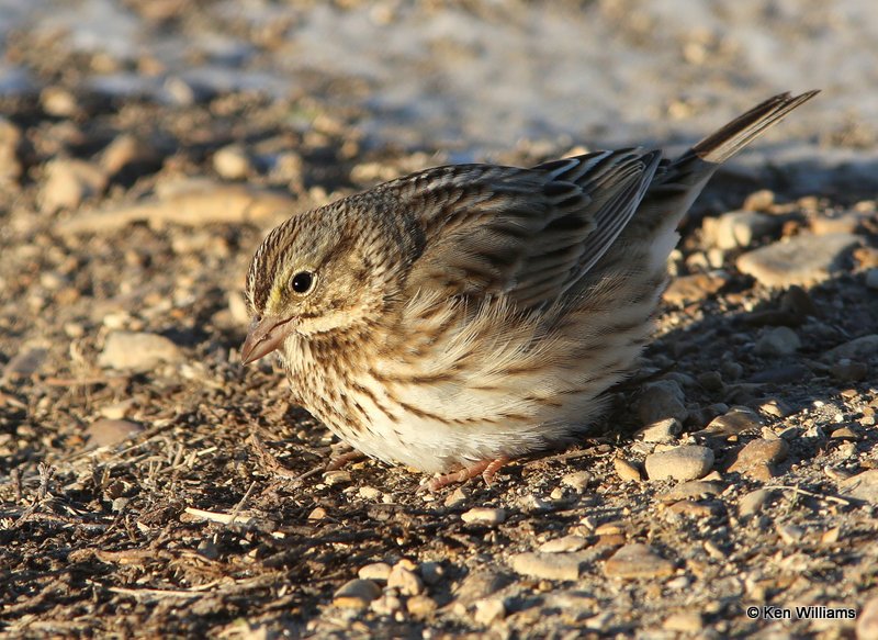 Savannah Sparrow, Sequoyah NWR, OK, 1-7-14, Jp_03366.JPG
