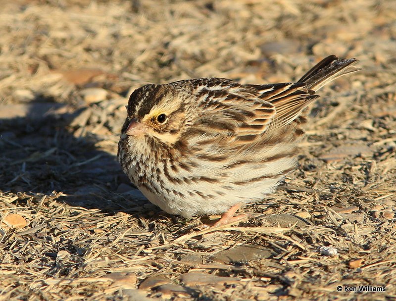 Savannah Sparrow, Sequoyah NWR, OK, 1-7-14, Jp_03421.JPG