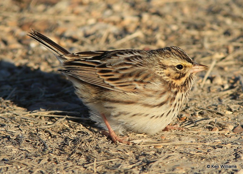 Savannah Sparrow, Sequoyah NWR, OK, 1-7-14, Jp_03486.JPG