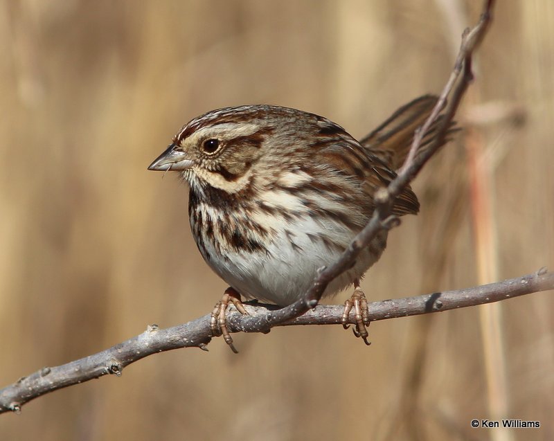 Song Sparrow, Sequoyah NWR, OK, 1-7-14, Jp_03824.JPG