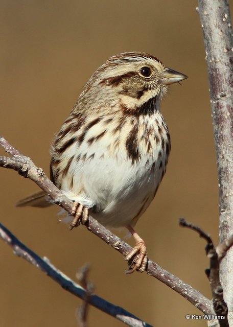 Song Sparrow, Sequoyah NWR, OK, 1-7-14, Jp_03835.JPG