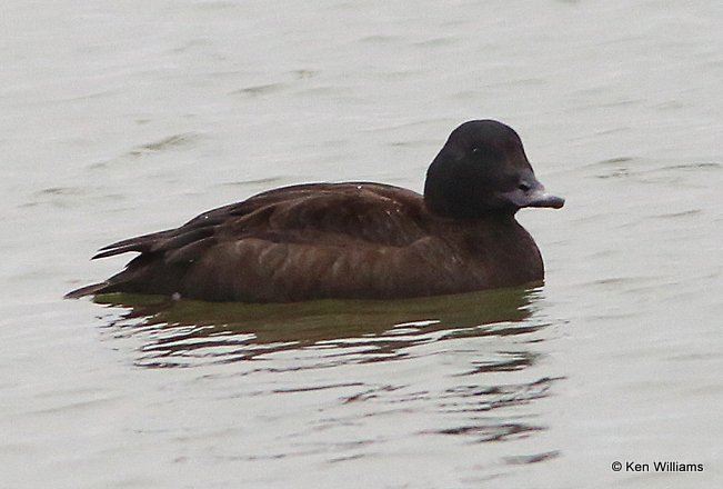 White-winged Scoter female, Lynn Lane Lake, Tulsa Co, OK, 1-9-14, J3ap_04841.JPG