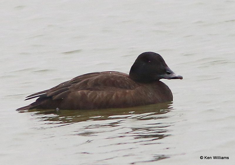 White-winged Scoter female, Lynn Lane Lake, Tulsa Co, OK, 1-9-14, Jap_04840.JPG