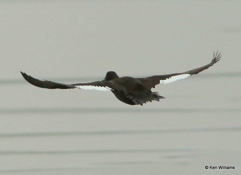 White-winged Scoter female, Lynn Lane Lake, Tulsa Co, OK, 1-9-14, Jp_04565.JPG