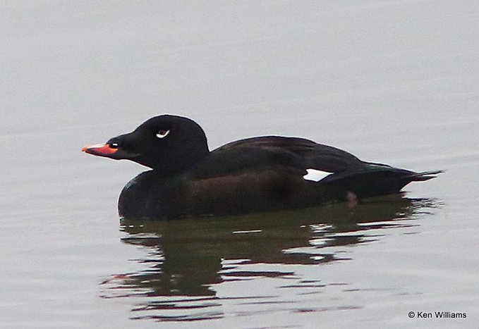 White-winged Scoter male, Lynn Lane Lake, Tulsa Co, OK, 1-9-14, Jap_04812.JPG