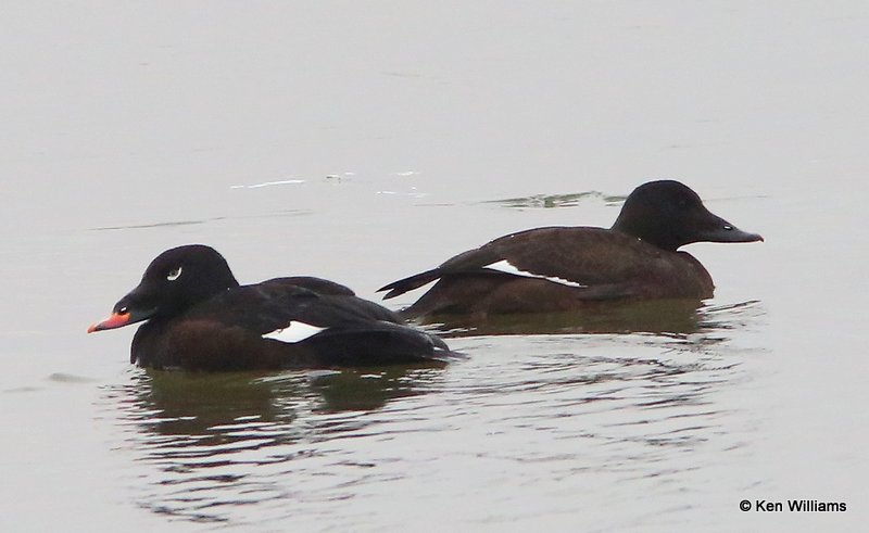 White-winged Scoter pair Lynn Lane Lake, Tulsa Co, OK, 1-9-14, Jp_04981.JPG