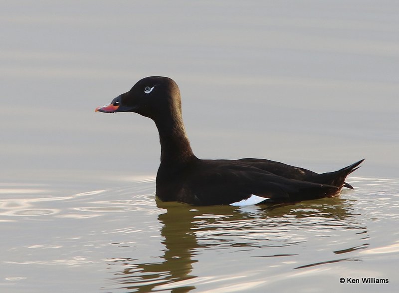 White-winged Scoter male, Lynn Lane Lake, Tulsa Co, OK, 1-10-14, Jp_05023.JPG
