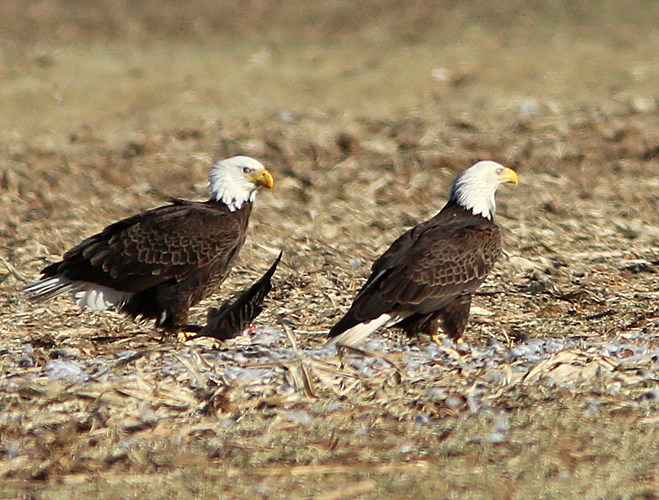 Bald Eagle adults, Sequoyah NWR, OK, 1-7-14, Jsp_04321.JPG