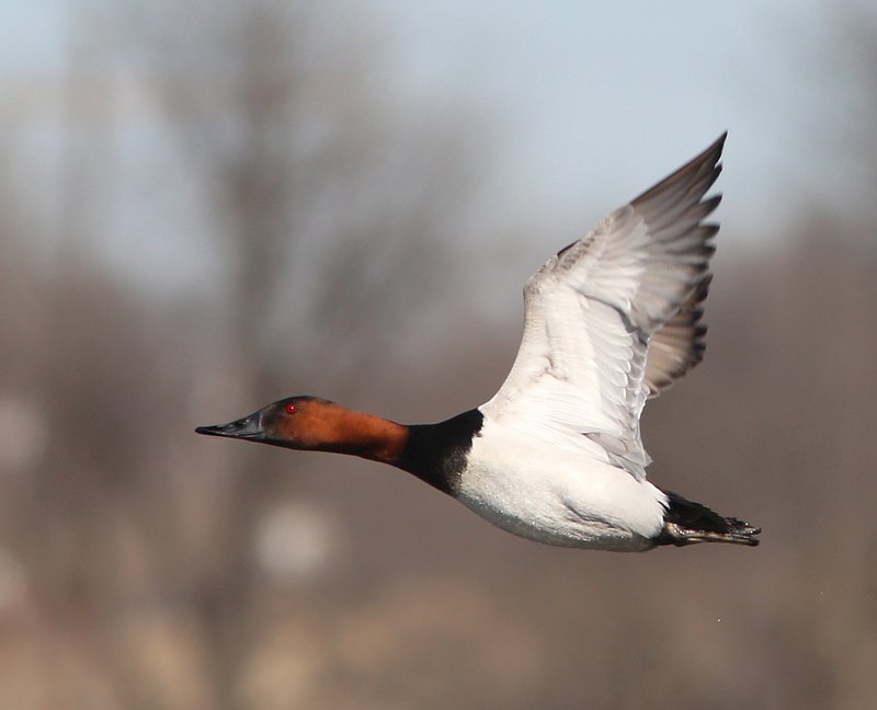 Canvasback male, Tulsa Co, OK, 1-29-14, Jsp_05566.JPG