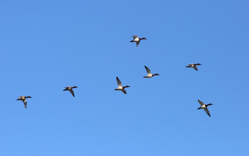 Canvasback males, Tulsa Co, OK, 1-29-14, Jsp_05586.JPG