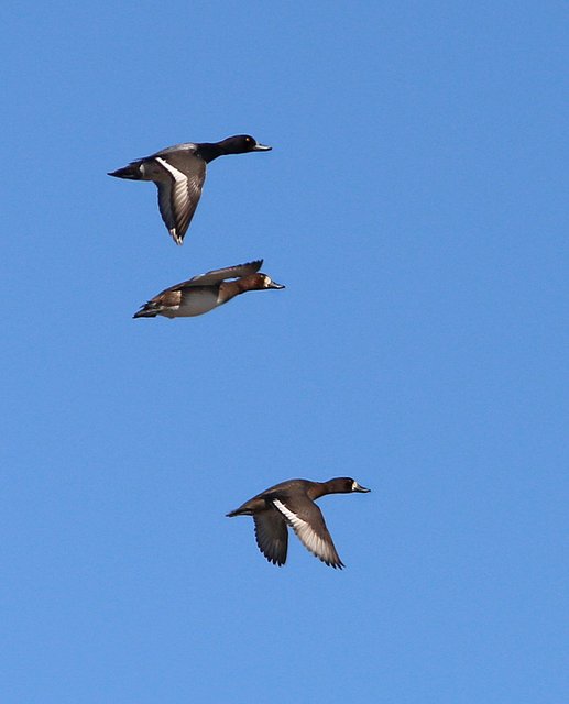 Greater Scaup, Tulsa Co, OK, 1-29-14, Jsp_05596.JPG