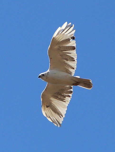 Red-tailed Hawk - leucistic, Nowata Co, OK, 1-29-14, Jsp_05622.JPG