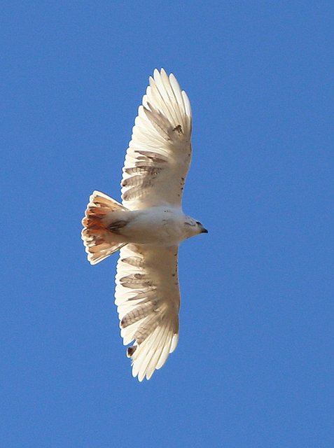 Red-tailed Hawk - leucistic, Nowata Co, OK, 1-29-14, Jsp_05625.JPG