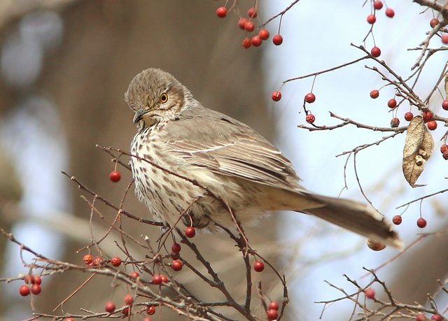 Sage Thrasher, Mohawk Park, Tulsa Co, OK, 2-5-14, Jpa_05723.jpg