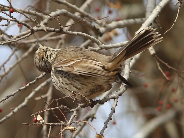 Sage Thrasher, Mohawk Park, Tulsa Co, OK, 2-5-14, Jpa_05742.jpg