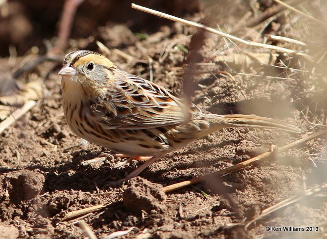 Le Conte's Sparrow adult, Sooner Lake, Pawnee Co, OK, 2-27-14, Jspa_06059.JPG