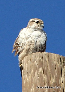 Prairie Falcon adult female, Sooner Lake, Noble Co, OK, 2-27-14, Jsp_06175.JPG