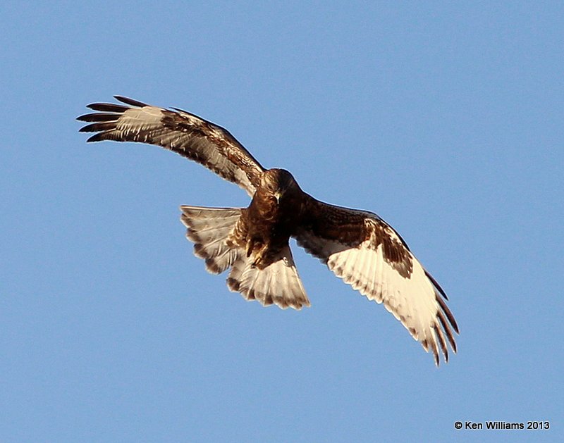 Rough-legged Hawk - dark morph juvenile, W. of Pawhuska, Osage Co, OK, 2-27-14, Jsp2_06632.JPG