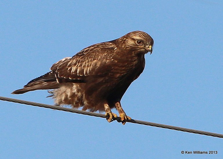 Rough-legged Hawk - dark morph juvenile, W. of Pawhuska, Osage Co, OK, 2-27-14, Jsp_06583.JPG