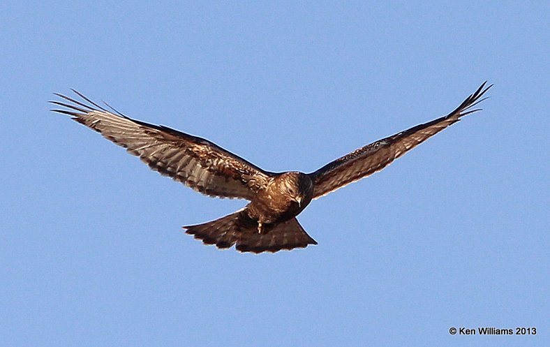 Rough-legged Hawk - dark morph juvenile, W. of Pawhuska, Osage Co, OK, 2-27-14, Jsp_06643.JPG