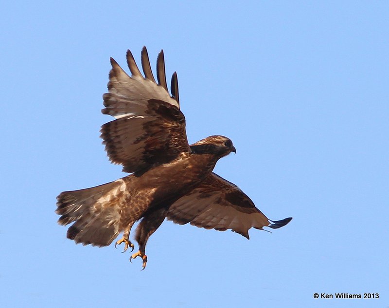Rough-legged Hawk - dark morph juvenile, W. of Pawhuska, Osage Co, OK, 2-27-14, Jspa_06556.JPG