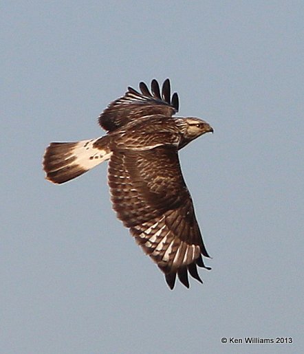 Rough-legged Hawk - light morph juvenile, W. of Pawhuska, Osage Co, OK, 2-27-14, Jsp_06503.JPG