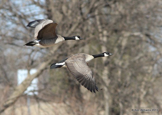 Cackling  - Richardson's left & Canada Goose - Lesser subspecies right, Ponca City Lake, Kay Co, OK, 2-27-14, Jp_06209.JPG