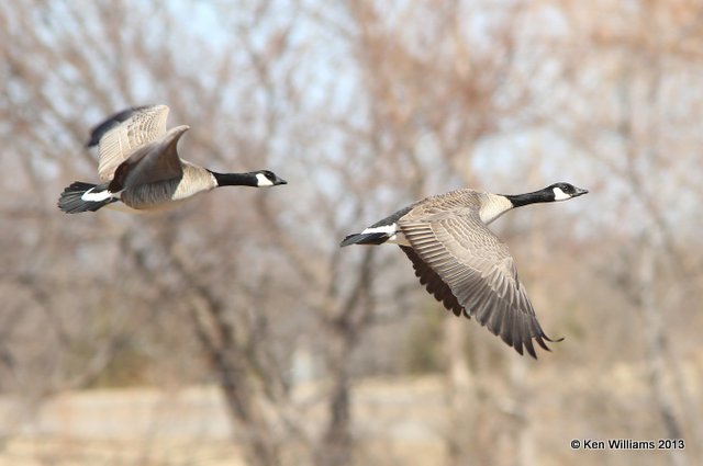 Cackling - Richardson's left & Canada Goose - Lesser subspecies right, Ponca City Lake, Kay Co, OK, 2-27-14, Jp_06210.JPG