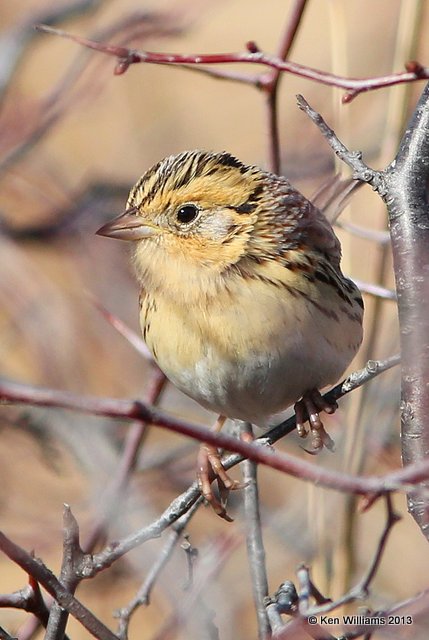Le Conte's Sparrow adult, Sooner Lake, Pawnee Co, OK, 2-27-14, Jp_06022.JPG
